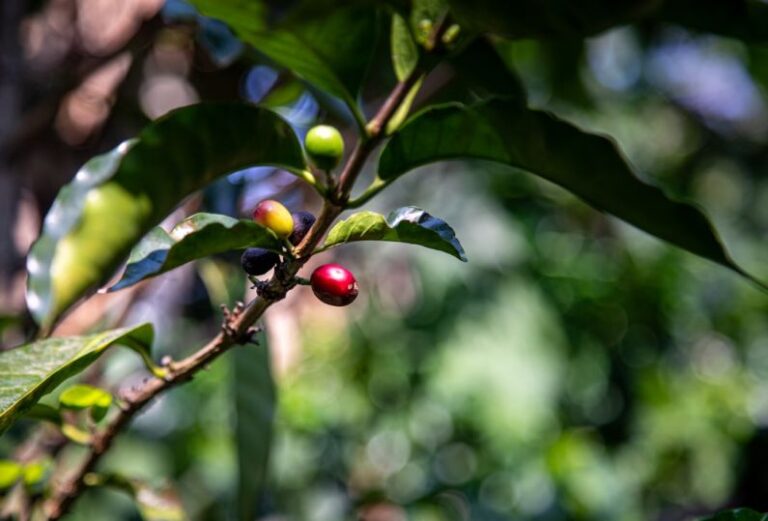 Coffee Farming - a branch with berries and leaves on it
