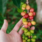 Organic Coffee - a hand is holding a bunch of berries