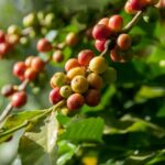 Arabica Coffee - close-up photography of fruit