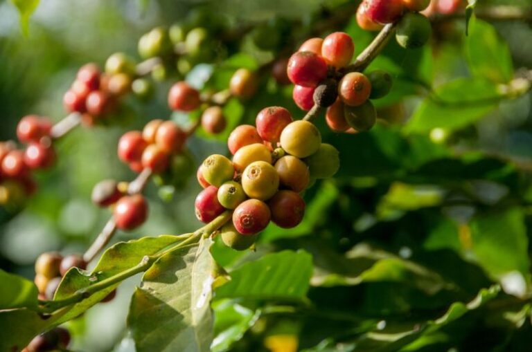 Arabica Coffee - close-up photography of fruit