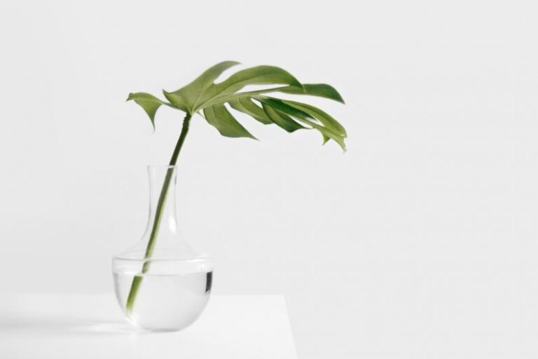 Simple Designs - Cheese plant leaf in clear glass vase