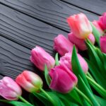 Tulip - pink tulips on gray wooden surface