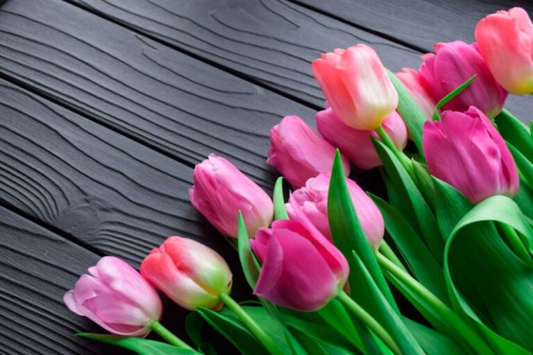 Tulip - pink tulips on gray wooden surface