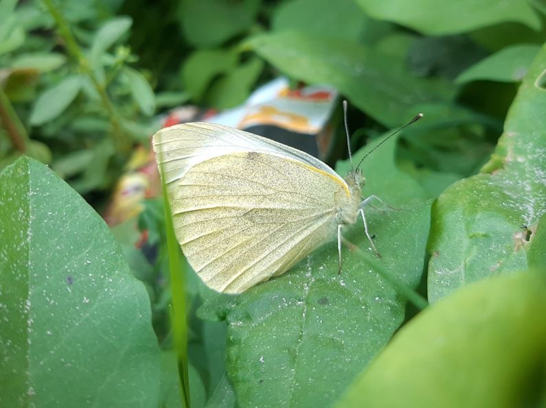 Preferences - a white butterfly sitting on top of a green leaf