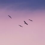 Independent Cafés - birds flying under blue sky during daytime