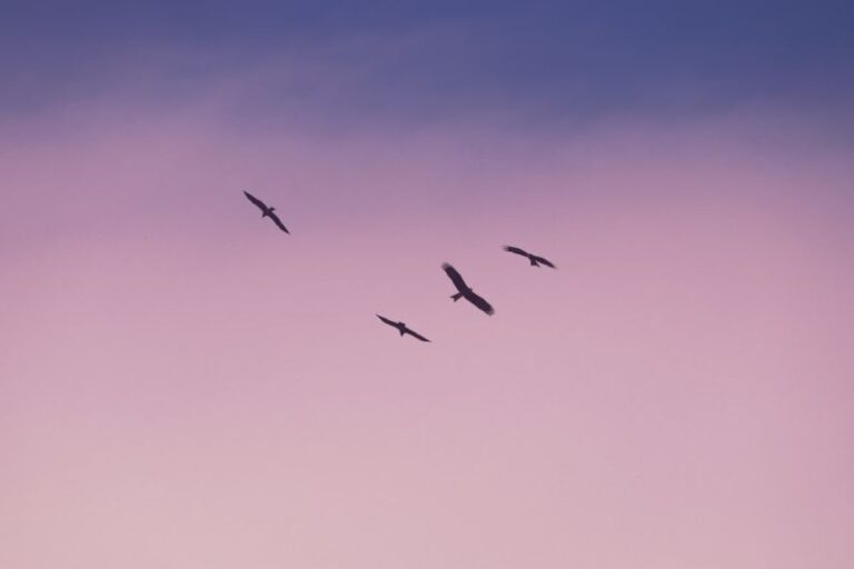 Independent Cafés - birds flying under blue sky during daytime