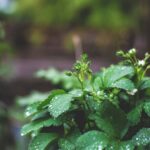 High-Quality Beans - water drops on green leaf plants