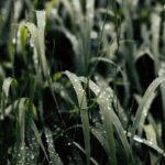 Freshness - green grass filled with water dew